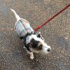 Terrier in Coast Check Tweed Coat