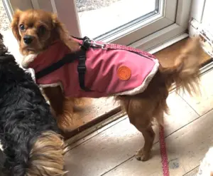 Neoprene Waterproof Dog Coat, with Cosy Faux Fur Lining and Built in Harness for Ease, Colour Pink