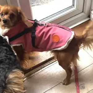Neoprene Waterproof Dog Coat, with Cosy Faux Fur Lining and Built in Harness for Ease, Colour Pink