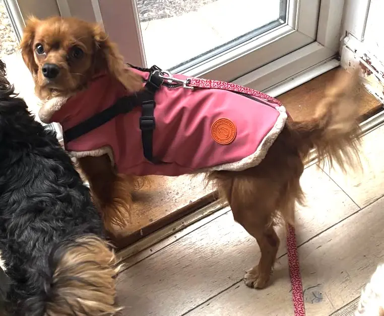 Neoprene Waterproof Dog Coat, with Cosy Faux Fur Lining and Built in Harness for Ease, Colour Pink