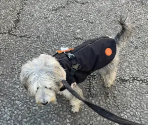 Neoprene Waterproof Dog Coat, with Cosy Faux Fur Lining and Built in Harness for Ease, Colour Black