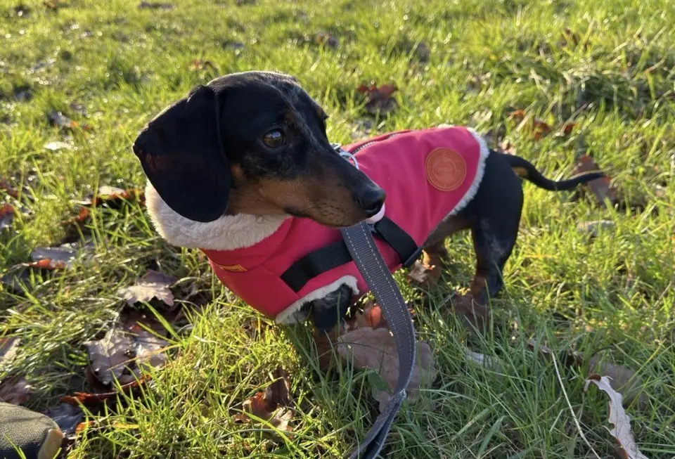 Neoprene Waterproof Dog Coat, with Cosy Faux Fur Lining and Built in Harness for Ease, Colour Red