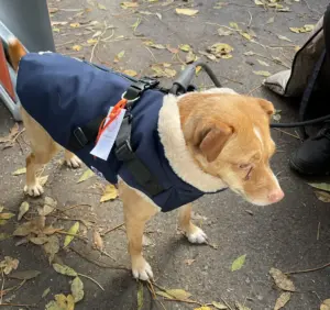 Neoprene Waterproof Dog Coat, with Cosy Faux Fur Lining and Built in Harness for Ease, Colour Navy